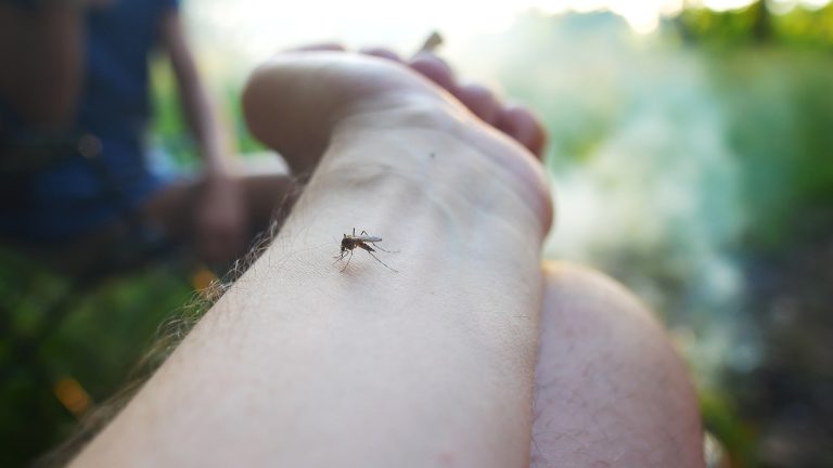 O que Fazer para se Prevenir da Dengue?